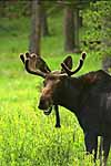 moose